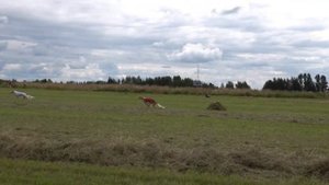 Русская псовая борзая. Фалькон к и Карай (Б). ЧРКФ-CACL, Ярославль 2020.