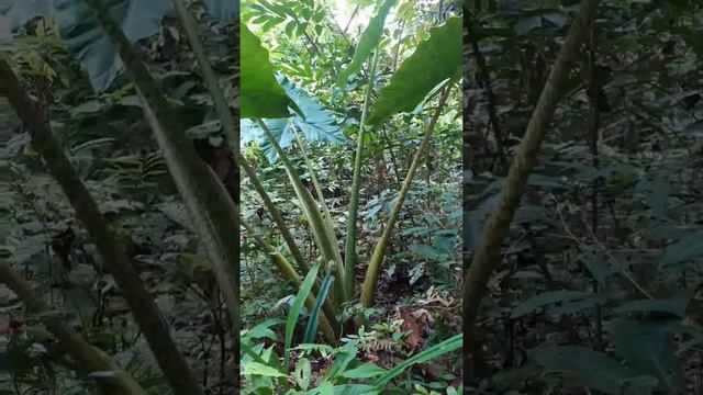 Keladi monster sulawesi, alocasia zebrina sulawesi смотреть онлайн