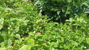 Земляника ремонтантная Александрина