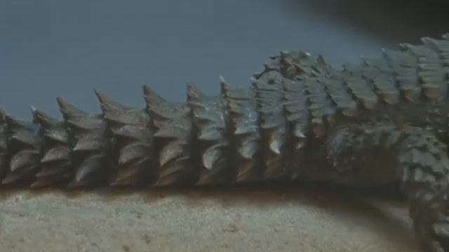 Драконы смотреть онлайн