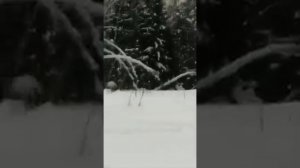самодельный мототолкач. испытания
