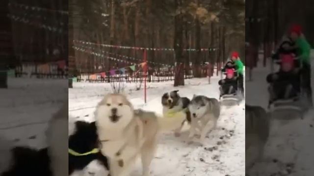 Запрягу своих любимых и прокачусь-ка я по зимнему лесу.Хаски в упряжке,а дети в санях.?? смотреть онлайн