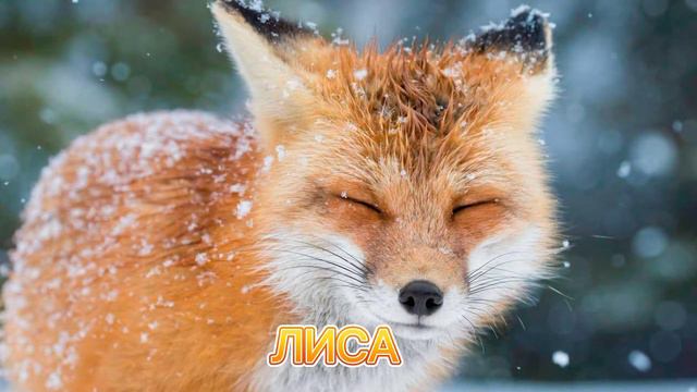 КАК ГОВОРИТ ЛИСА / ЗВУКИ ЛИСЫ 🦊

#лиса #звуки_лисы #как_говорит_лиса