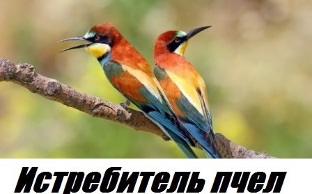 _Мёртвая_пасека. Щурка золотистая лютует.Пчела сидит.Взятка нет.Перспективы развития пчеловодства.