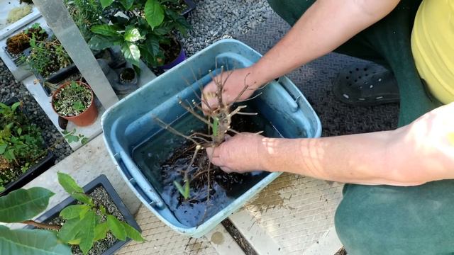 Pruning and Repotting My Willow Leaf Ficus, The Bonsai Zone, June 2023 смотреть онлайн
