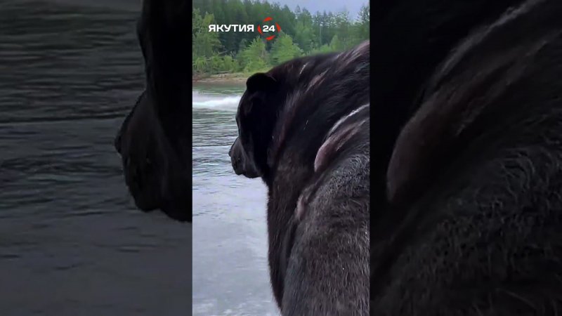Вперед, по рекам Якутии - 1 #якутия #природа #хочуврек