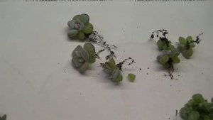 Echeveria laui и Trichodiadema densum пикировка 22 08 2021