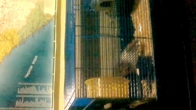 хомяк.отвлекающий маневр+попытка побега. смотреть онлайн