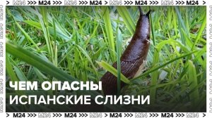 Москвичам рассказали об опасности испанских слизней - Москва 24