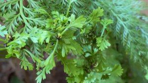 Asplenium Bulbiferum - The Hen and chicken FERN Grows Small Bulbils on Top of Their Fronds