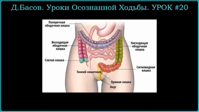 Ходьба. Влияние ходьбы на кишечник. Урок#20