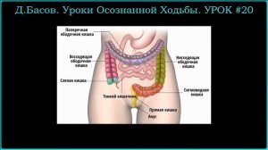 Ходьба. Влияние ходьбы на кишечник. Урок#20