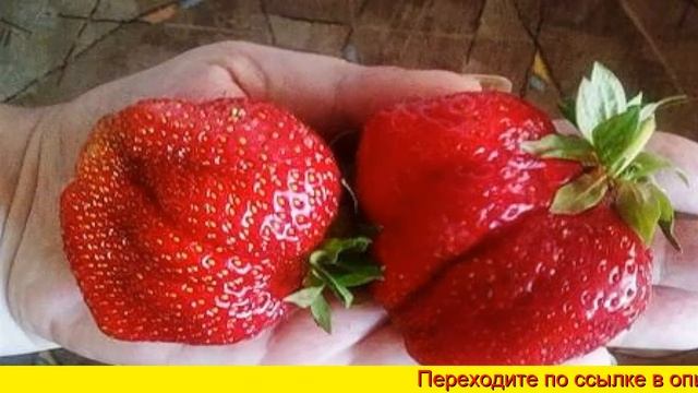 Пошаговая инструкция по посадке клубники гигантелики смотреть онлайн