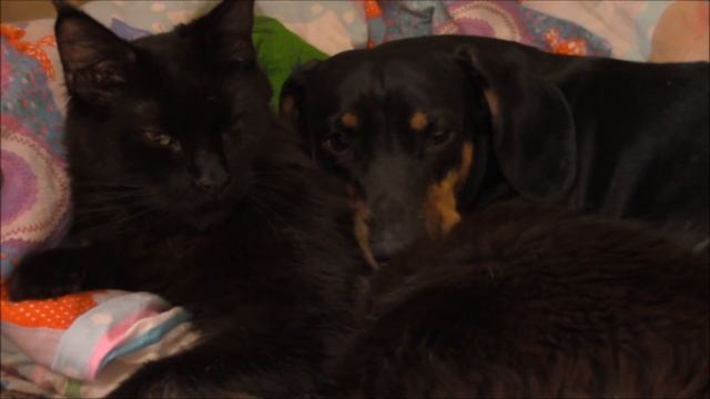 VLOG:ПОСЫЛКИ С ALIEXSPRESS/ ГОТОВИМ ВКУСНЫЕ МАФФИНЫ. смотреть онлайн