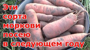 Какой сорт моркови мне понравился в 2022. Самые урожайные и вкусные сорта моркови на следующий год.