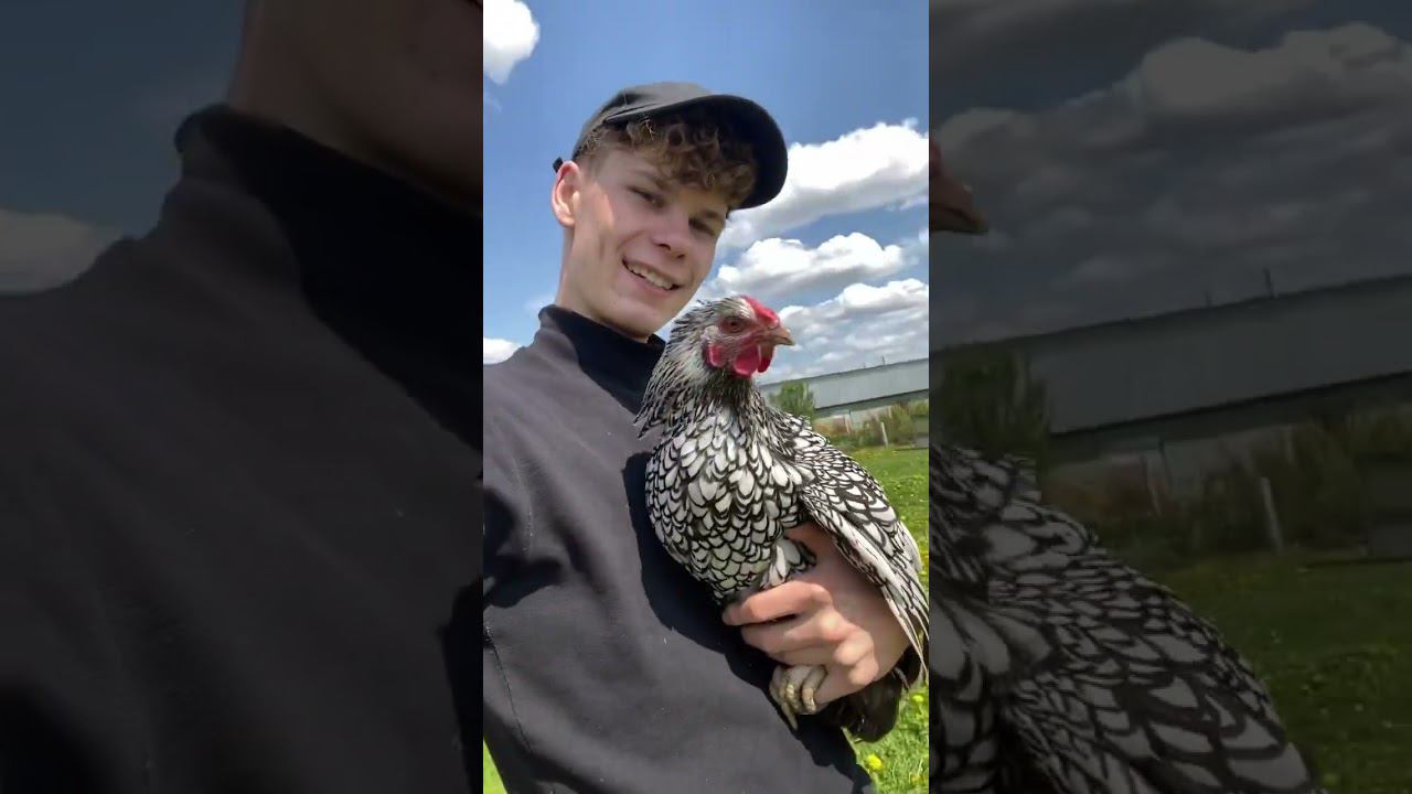 Самая красивая Порода Виандот серебро смотреть онлайн