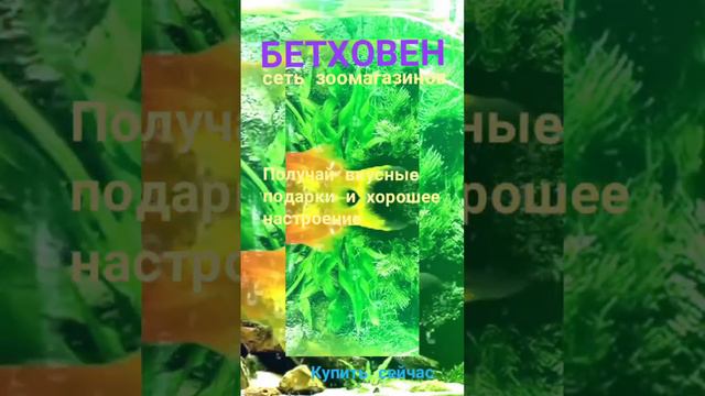 Бетховен - товары для животных