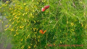 Акация желтая Валкер (caragana arborescens valker) ? Валкер обзор: как сажать, саженцы акации Валке