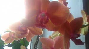 Обзор моей любимой рыжухи 🤗7 января 2022 г.