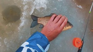 НАШЛИ КРУПНОГО КАРАСЯ В КОРЯЖНИКЕ. Загибает кивок и трещит леска. Весенняя рыбалка