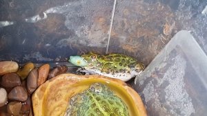 Лягушонок водоноса ест гусеницу бражника