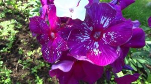 Флокс Хозяйка Медной горы ? обзор, описание, цветение, отзыв