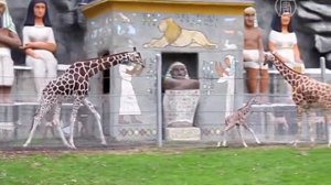 В зоопарке Детройта родился жирафёнок