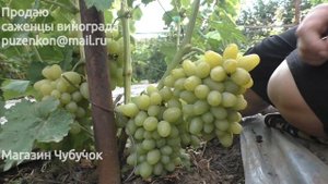 Виноград Белый хрустальный - ультраранний янтарный виноград на участке Пузенко Н.Л.