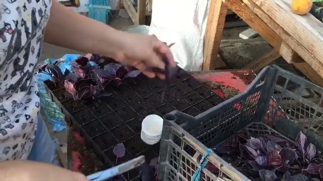 быстро рассада базилика\теплица смотреть онлайн