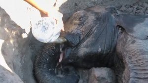 Спасение умирающего слона из ямы