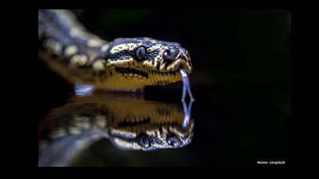 ТЫ ДОЛЖЕН ЭТО ЗНАТЬ, САМЫЙ ОПАСНЫЙ ЯД В МИРЕ, САМАЯ ОПАСНАЯ ЗМЕЯ В МИРЕ смотреть онлайн