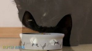 Приметы о том как кот пришёл в дом