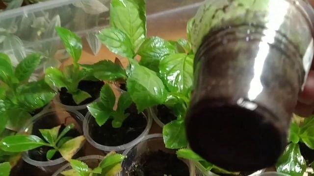 ОБЗОР ЧЕРЕНКОВ КРУПНОЛИСТНЫХ ГОРТЕНЗИЙ ПОЗДНЕГО ЧЕРЕНКОВАНИЕ.