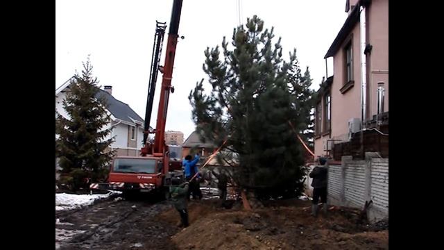 Посадка крупномеров (крупномерных сосен, высотой 9- 10 м) смотреть онлайн