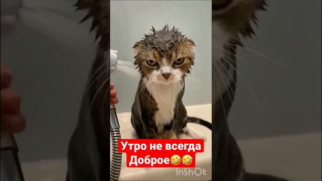 Утро как есть! #животные #animals #приколы #смешныекошки #cat #коты #смех #funnyvideo #кошки