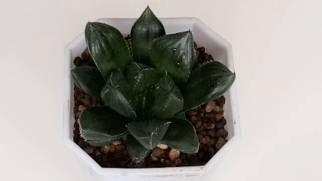 Haworthia obtusa Hybrids Cactus #Cactus #Haworthia смотреть онлайн