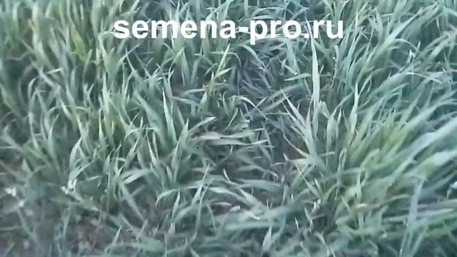 Канадская пшеница-двуручка. Продолжение.