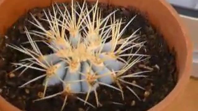 Yamal Ferocactus Glaucescens (hijuelo) Septiembre 2003 смотреть онлайн
