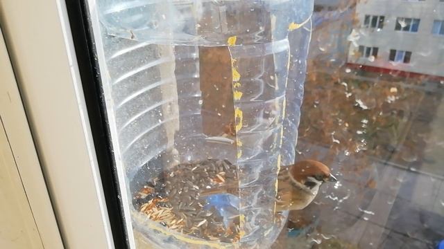 Кормушка кормим птиц 08.11.23 смотреть онлайн