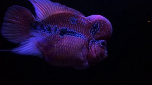 Фловер хорн