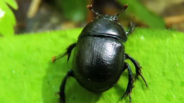 Профессия энтомолог  Profession entomologist