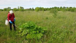 Обработка борщевика гербицидами