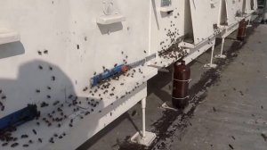 Пчеловодство. Ульи и пчелы на крыше моего двухэтажного дома, летом 2013.