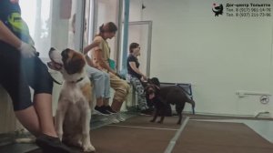 Фрагмент занятия в группе по дрессировке (курс Начальное послушание). Тольятти, 2 июля 2021