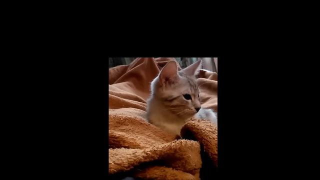 Куда приехал цырк? смотреть онлайн