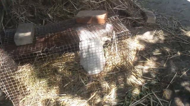 Нутрии купаются смотреть онлайн