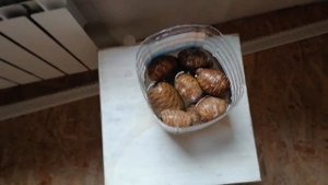 Как открыть шишки Гималайского, Ливанского и Атласского кедра