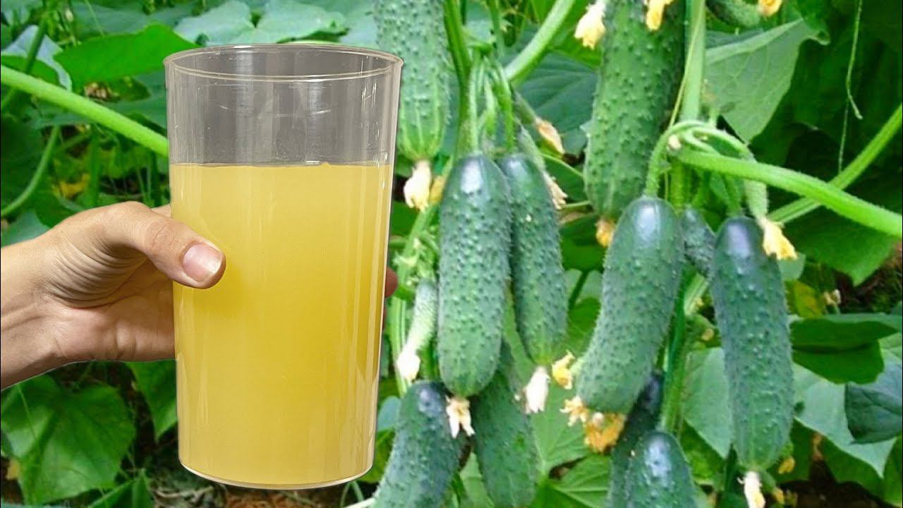СРОЧНО дайте В КОНЦЕ ИЮЛЕ огурцам, и они сразу обильно заплодоносят и дадут тонны урожая! смотреть онлайн