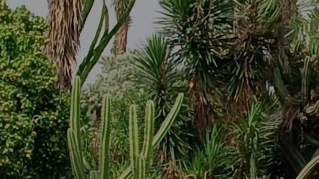 Realme 11 5G Phone Camera Review  Realme 11 5G Full Camera Test realme realme115g camera