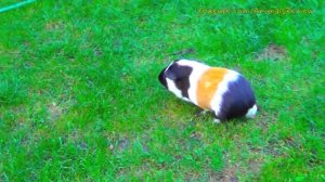 Guinea Pig Noises Loud Squeaking Sounds